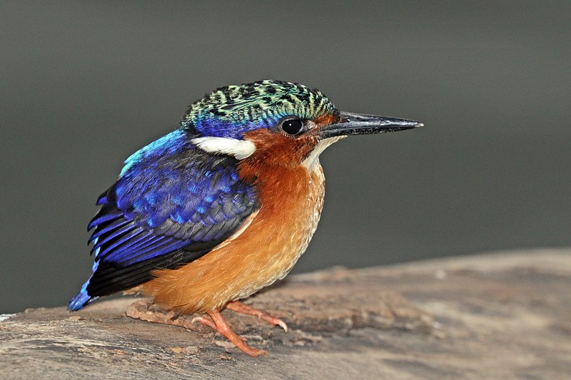 Colorful bird with pointed beak