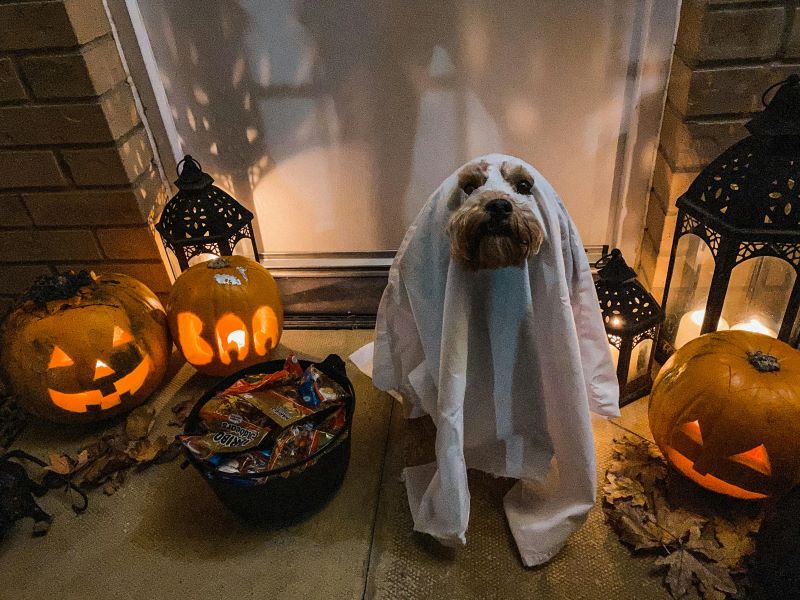 Dog dressed as ghost wearing a sheet next to lit jack-o-lanterns and a bowl of candy