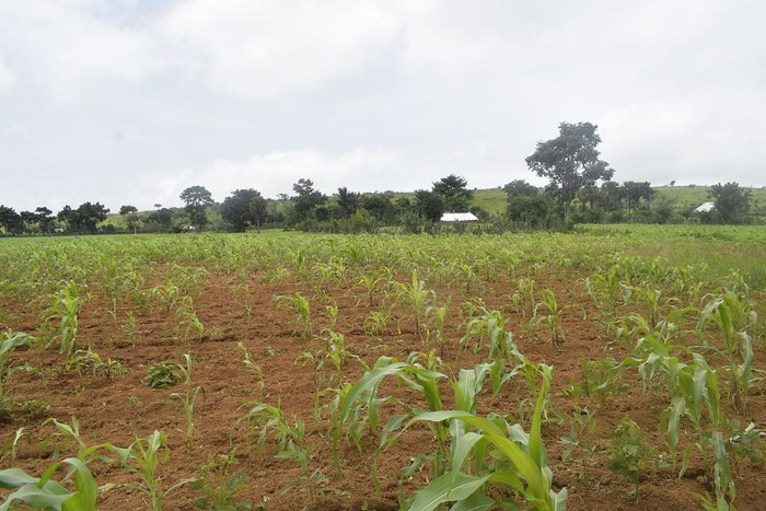 A maize farm in Africa with growing crops