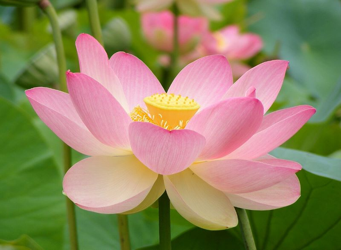 a closeup of a lotus flower