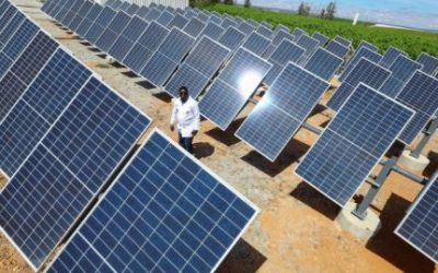a scientist outside with many solar panels arranged in rows