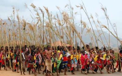 large group of women in traditional skirts carrying tall reeds for the Zulu dance