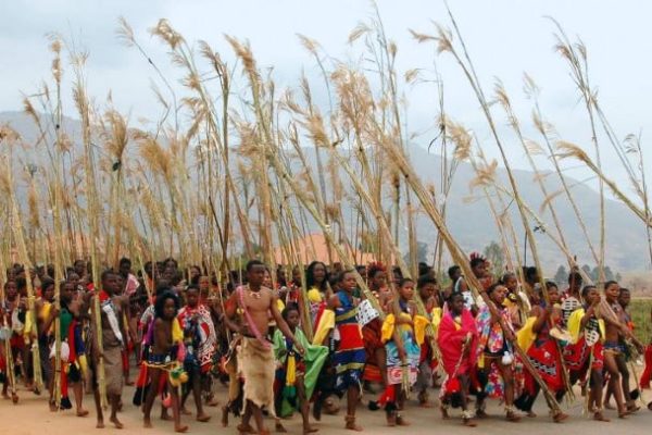 large group of women in traditional skirts carrying tall reeds for the Zulu dance