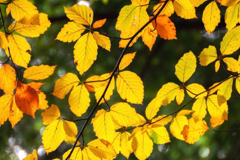 Golden leaves in the fall