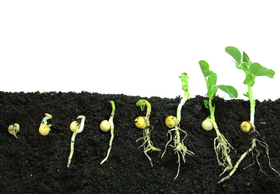 a progressive photo of beans sprouting at different stages in the soil