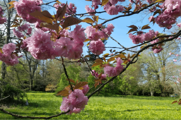 April’s Blossoming