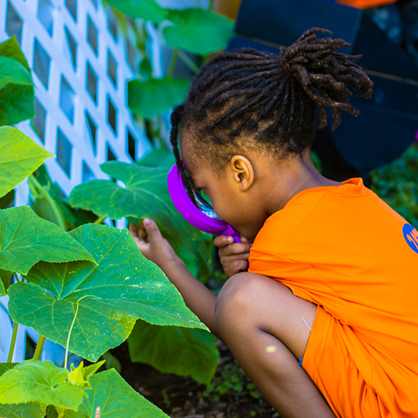 a young African American girl looks at a large leaf with a magnifying glass