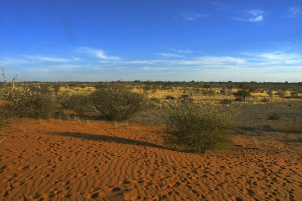the Kalahari desert, with red sand and blue sky and shrubs