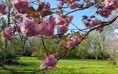 photo of cherry blossoms