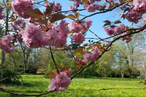 photo of cherry blossoms