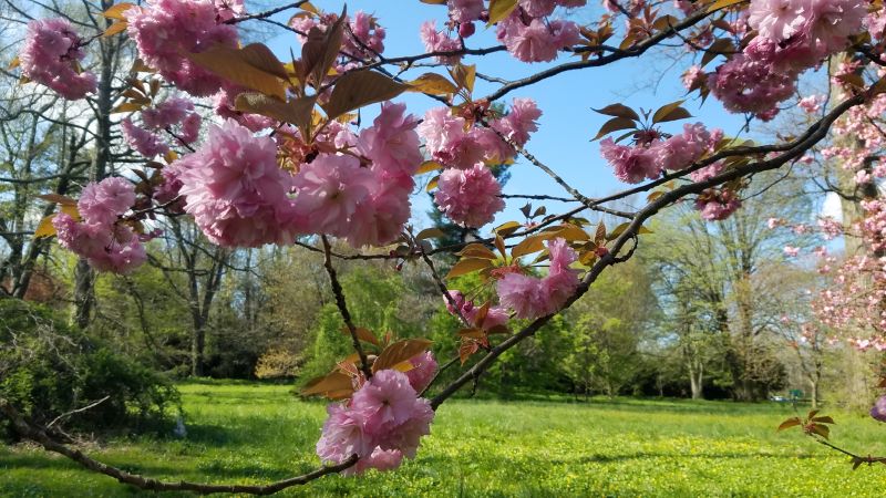 photo of cherry blossoms